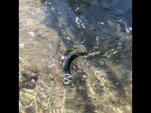 Rainbow trout Fishing!