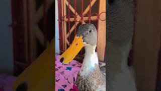 Comedy Moments That made My day