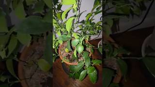 Recycling Coffee Grounds in my  Meyer Lemon Trees! #homestead #coffee #meyerlemon #recycling