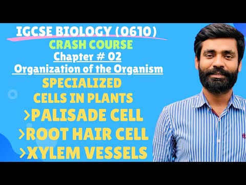 IGCSE Biology| Chapter #02 Specialised cells in Plants(Palisade cells,root hair cell and xylem)