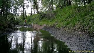 Deer Zoomies
