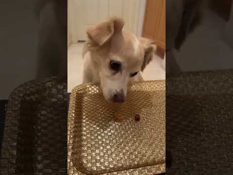 Trader Joe’s Dog Treat Haul!