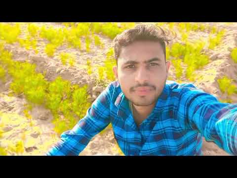जीरे की फसल किस प्रकार होती है || जीरे की फसल कैसी होती है || jeere ki fasal Rajasthan mein hoti hai