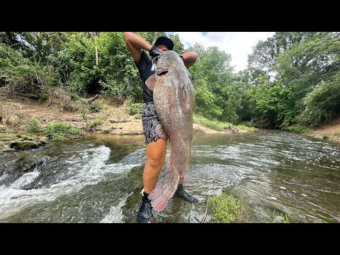 Catching GIANT catfish in shallow creek!! (NEW PB)