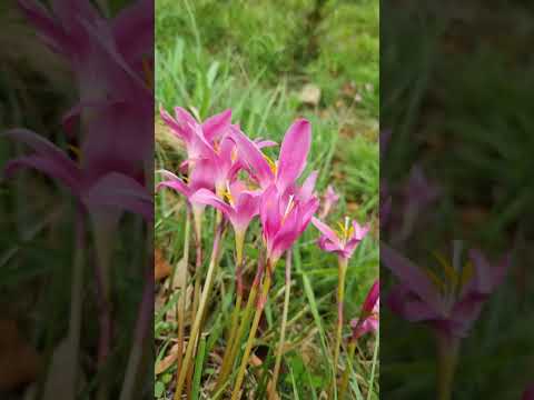 colours of nature 🥰🌄 # shorts #ytshorts #nature #amazinguttarakhand #travel