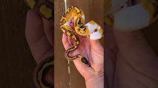 Orange Dream Yellow Belly Enchi GHI Pied Ball Python. This was a 2022 Trap Production.