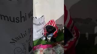 #pugsubscribe#howtosubscriberincrease #followforfollowback #howtoincreasefollowersoninstagram