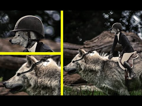 photoshop manipulation tutorial - werewolf