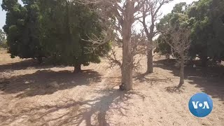 Burkina Faso’s Baobab Tree Entrepreneur Rewilding the Sahel