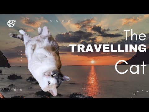 Quit my 9 to 5 and moved countries with our cat!