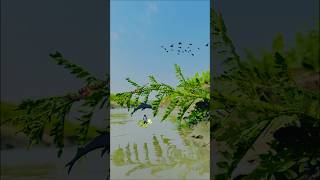 creative videography tutorial #shorts #creative #videography #shortvideo