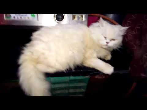 Fancy | White | Beautiful| Eyes | Cat by ZarfiTech