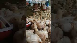 Village Farming || #shortvideo #farming #farming2023