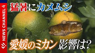 愛媛の特産“ミカン”今年は？＜NEWS CH.4＞