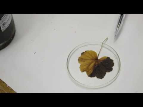 Light is essential for Photosynthesis