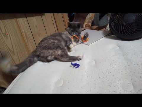 *original title relating to cats*