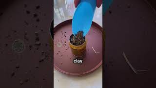 Use 70% of the pellets to grow succulents #growingsucculents