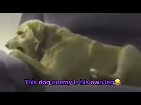 I bet you didn’t see dog like this one😂 #funny #animals never seen before😂😂