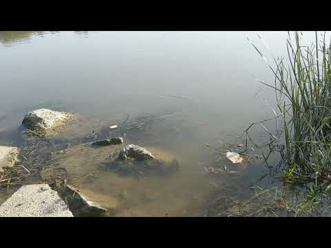 Fish feeding