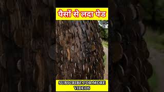 पैसाे से लदा पेड #shorts #facts #tranding #crazy cyberji