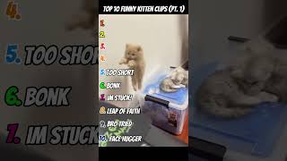 Top 10 Funniest Kittens 😂😂😂  #cat #catvideos #funny#cats #cute #cutecat #funnycats