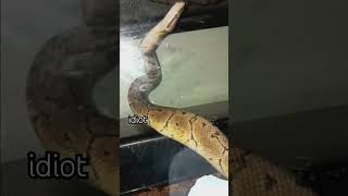 snake news #jjjreact or something