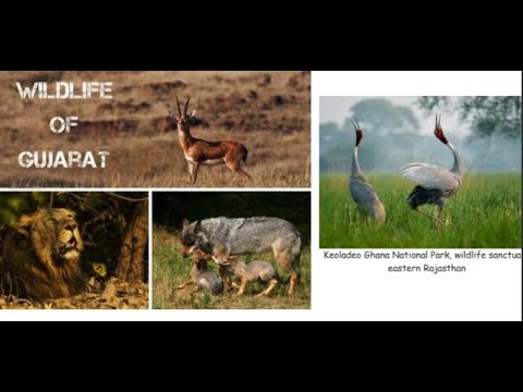 OFF Talk: David Waterhouse "Lifting the Veil on the Unique Wildlife of Northwestern India"