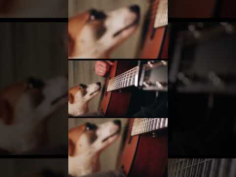 Tried to record the perfect loop, but the dog