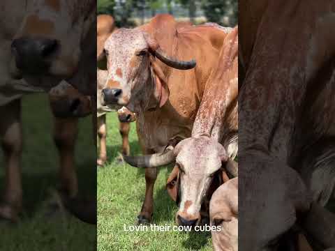 Lovin their cattle cubes! Pure Gyr Cattle