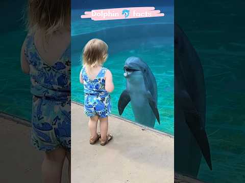 டால்பின்கள் புத்திசாலி|Facts about Dolphins🐬 #dolphins #information #facts #explanationintamil