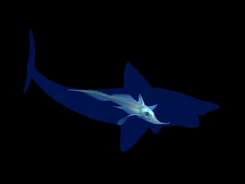 The Golden Age of Ratfish