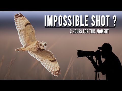 Bird Photography Secrets: How patience helps capture stunning owl photos, Canon R5 MK II Photography
