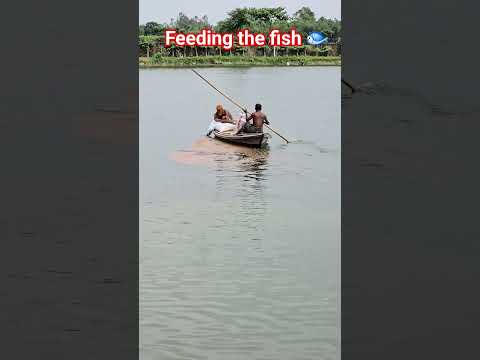 #viralreels #viralvideo #fish #ponds #naturelovers #qualitytime