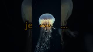 This Jellyfish Can Live Forever?! 🌊🐚  ||  QuickBytes  ||  #shorts