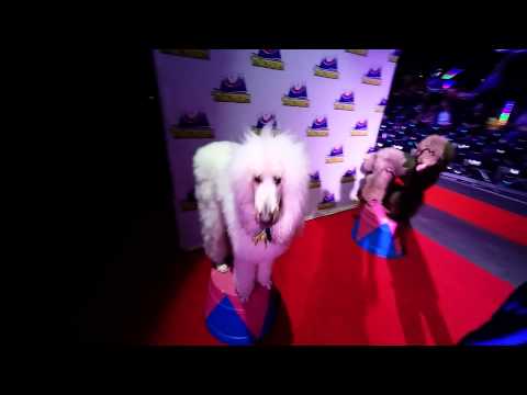 CircoVazquez Puppy Love