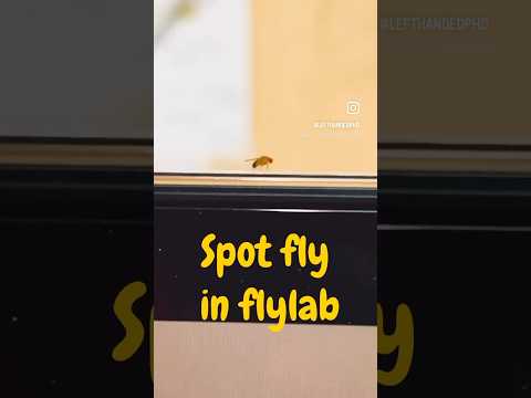 #djiosmopocket3 #weekinmylife #minivlogs