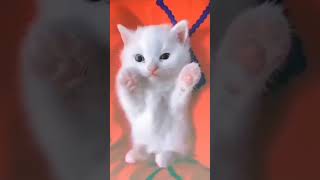 Viral cat dancing tiktok video😸 #catvideos #shorts #catvideoscutekitten #catvoice #shortvideos