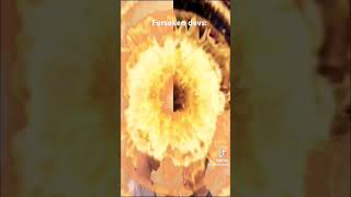 forsaken devs be like