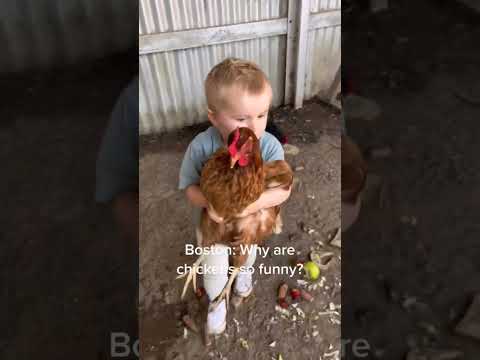 Why are chickens funny? #chickens #jokes #funnyvideo #funny #shorts credits to @yeahthegrays-Tiktok