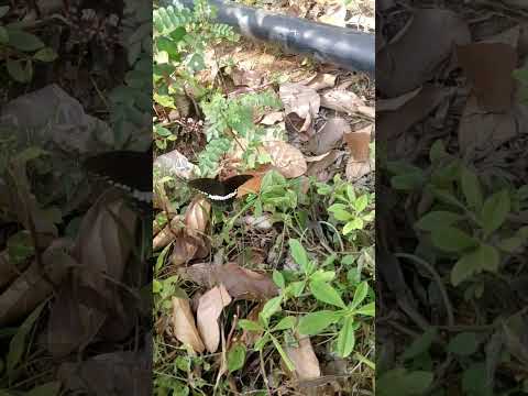 something #random but found these  in the backyard and thought you guys will love watching them too🦋