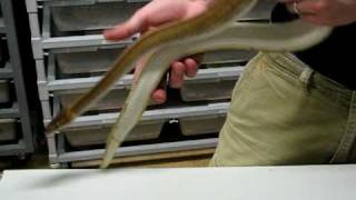 Genetic Stripe Ball Python