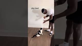 Cat with dog software - cat like a dog #shorts #cat #btsshorts