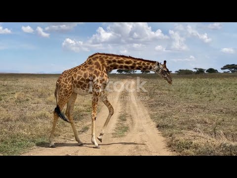 Giraffes: The Gentle Giants of the Savanna