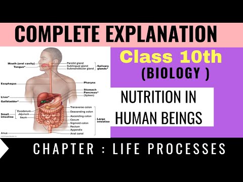 Life Processes : Nutrition in Human Beings  | CBSE CLASS 10 SCIENCE( BIOLOGY ) - By Utopper