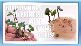 3D Bioprinting with Plant Seeds | Science Project
