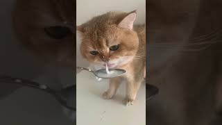 قطط  قطط مضحكة  القطط مضحكة