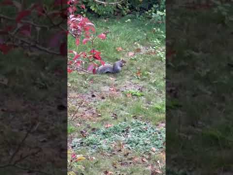 Squirrel enjoying the fruits of its labor!