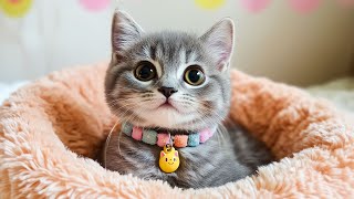 Cat Music to Reduce Stress and Anxiety - Calming Background Music for Cats, Relaxing Sleep Sounds