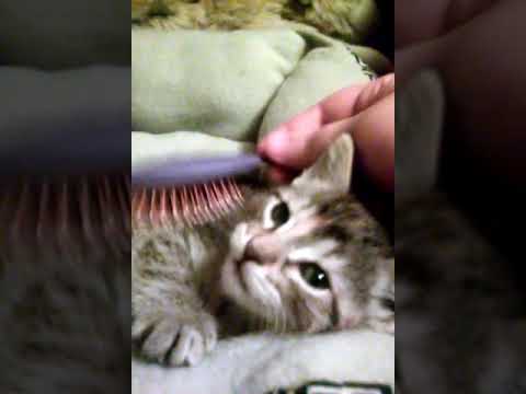 Brush cats