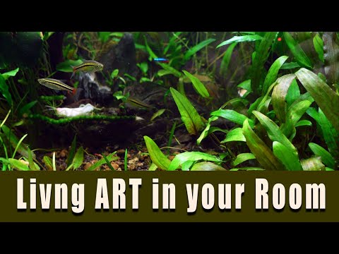 Aquascaping is a form of Art.